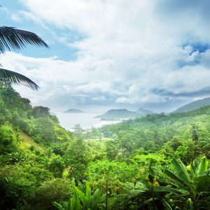 jungle of seychelles island